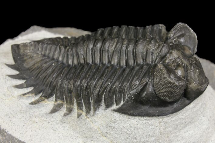 Coltraneia Trilobite Fossil - Huge Faceted Eyes #154330
